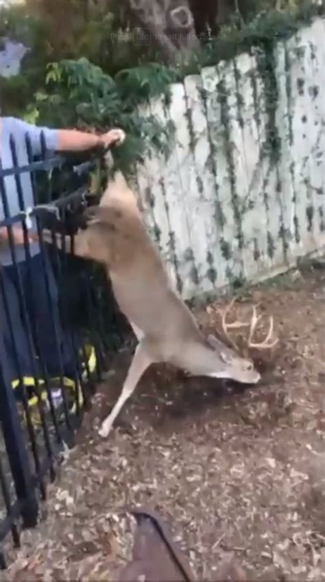Video Victoria Police Help Deer Stuck In A Fence