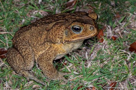 Cane Toad Climatewatch Australia Citizen Science App