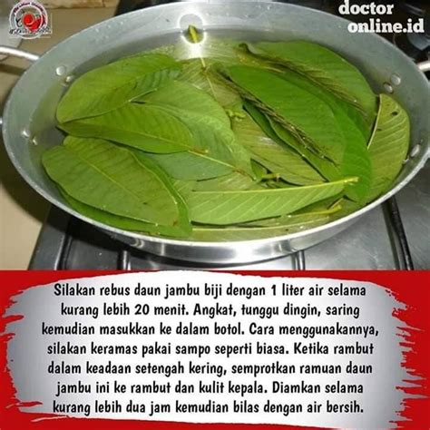 Koleksi oleh asep candra • terakhir diperbarui 7 minggu lalu. Terbaik, Tip Lebatkan Rambut Dengan Gunakan Daun Jambu ...