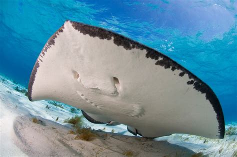 Stingray Wallpapers Animal Hq Stingray Pictures 4k Wallpapers 2019