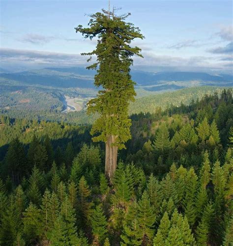Hyperion The Worlds Tallest Living Treehyperion Is The Name Of A