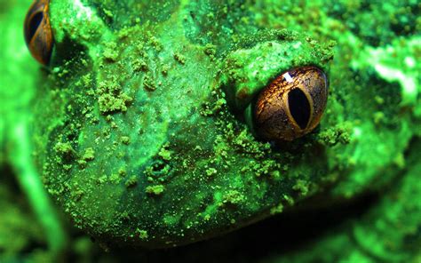 Download Green Frog Macro Photography Wallpaper