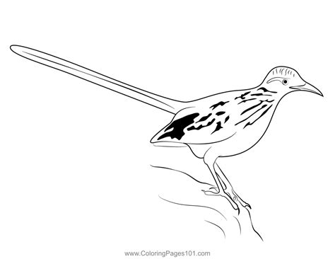 Young Road Runner Coloring Page For Kids Free Cuckoos Printable