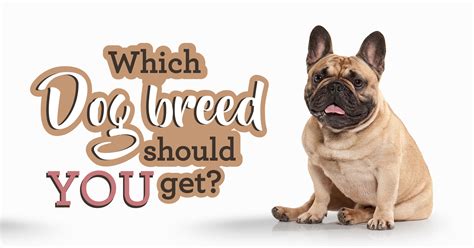 Just because a food meets aafco requirements, it does not mean that is the best food for your dog. Dog Breed Selector: Which Dog Should I Get? - Quiz ...