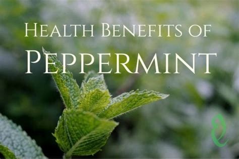 Health Benefits Of Peppermint Healthy Hildegard