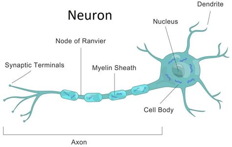 Draw A Labelled Diagram Of A Myelinated Neuron Class Biology Cbse