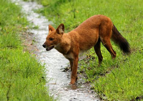 The Indian Dhole Tiger Reserves In India