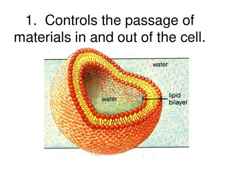 Cell Membrane Is Made Up Of Mainly