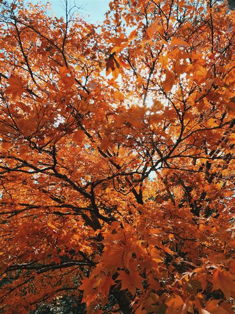 Fall Leaves Trees Vsco Autumn Aesthetic Scenery Pumpkin Spice Season