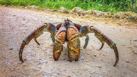 Meet The Worlds Largest Crab That Feeds On Birds And Breaks Bones