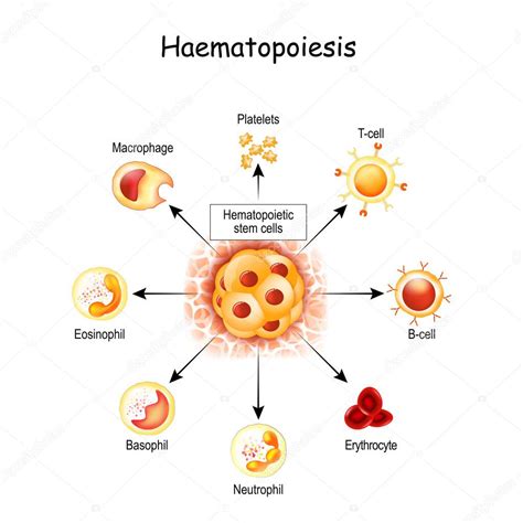 La hematopoyesis es la formación de células sanguíneas Todos los