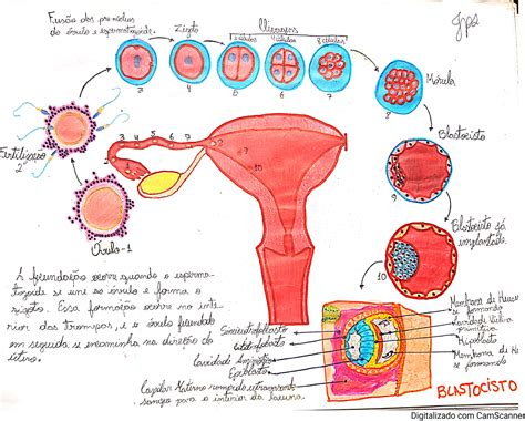 Sistema Reprodutivo Feminino