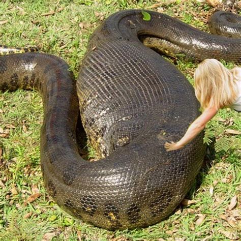 Largest Green Anaconda Ever Found