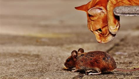 Accurate content you can trust, spreading knowledge on the animal kingdom, and giving back. Cat Sniffing Mouse image - Free stock photo - Public ...