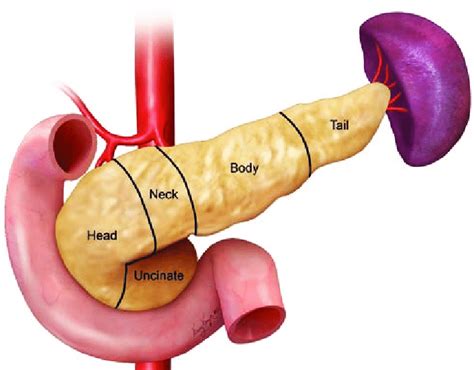 Pancreas Anatomy Uncinate