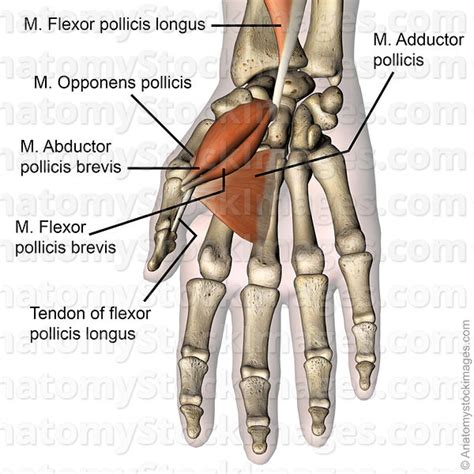 Recurrent branch of median nerve (c8 and t1) arterial supply. Abductor Anatomy - Anatomy Drawing Diagram