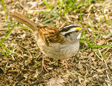 Prairie Nature White Throated Sparrow Canada Songbird