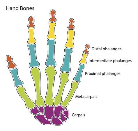 Blank Hand Bone Diagram