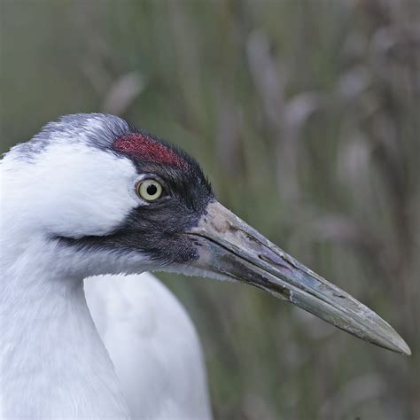 Birds Louisiana Swamp Base