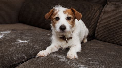 Hair Loss In Dogs 10 Common Causes Proud Dog Mom
