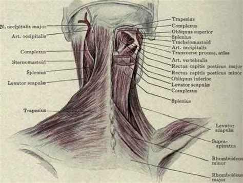Lymphatics Of The Neck Part 3