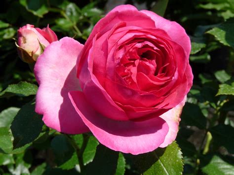 Pink Eden Rose Kletterrose Rosarium Lottum