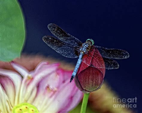 Dragonfly On Lotus Flower Photograph By Anna Sheradon