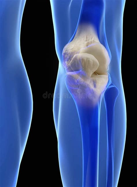 Anatomy Of Human Knee Joint Stock Image Image Of Human Highlighted