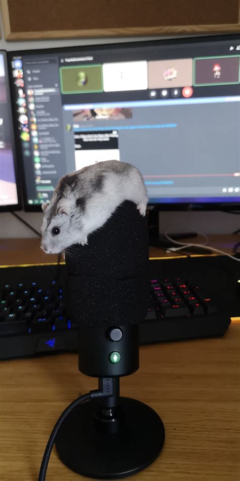 Chad The Hamster Has Joined The Cult Razer