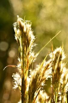 Безплатна снимка : растение, небе, поле, пшеница, прерия, слънчева ...