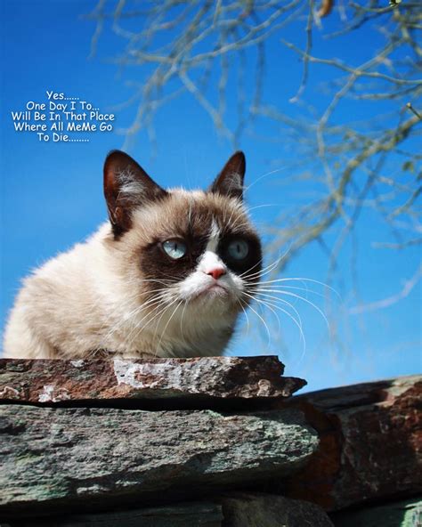 Grumpy Cat By Gary October 2017