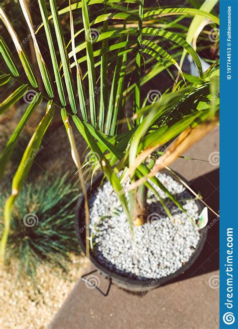 Ravenea Rivularis Majestic Palm Plant Outdoor In Sunny Backyard Stock