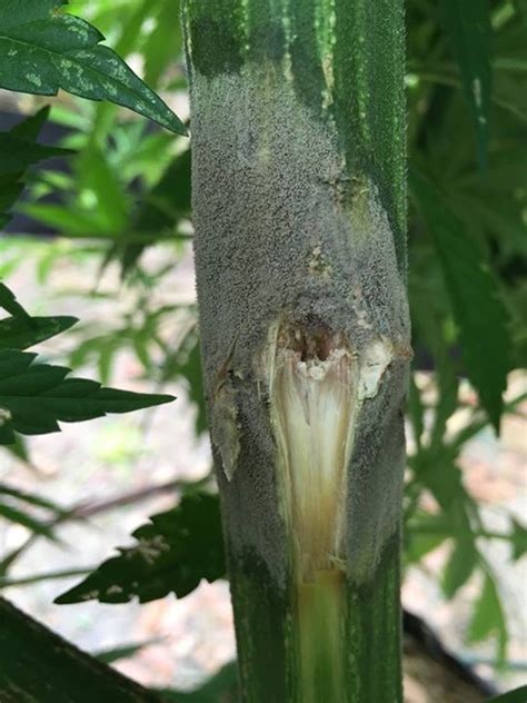 The area beneath the gray coloring will develop a mushy texture. Inspecting clones for pests and pathogens - Strainly blog