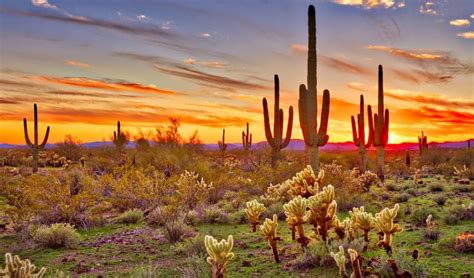 10 Awesome Desert Plants That Survive In The Deserts