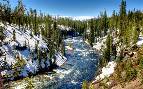 Yellowstone National Park Usa Winter Trees Snow Wallpaper Nature