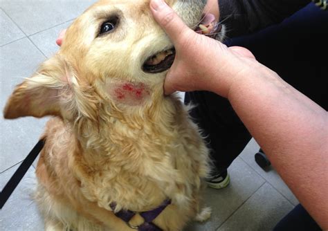 How Do You Treat Dermatitis In Dogs Naturally