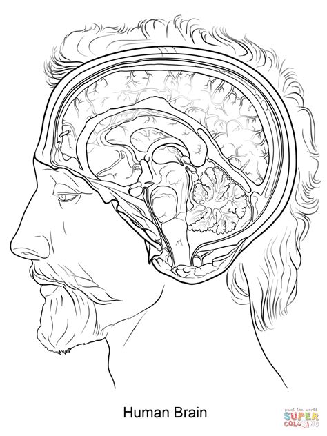 Human Brain Coloring Page Free Printable Coloring Pages
