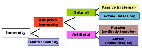 Passive and active immunity made simple! Types of immune system- Active and passive immunity | Byju's