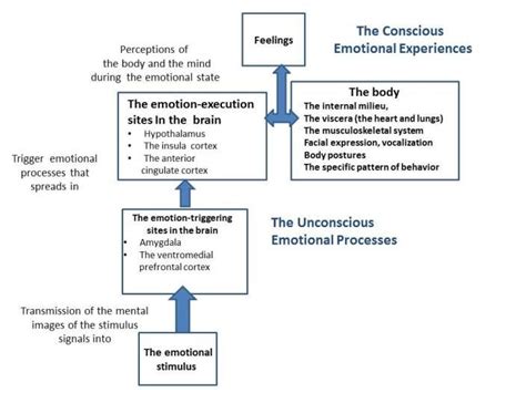 The Emotion Feeling Cycle From A Neural Perspective Download