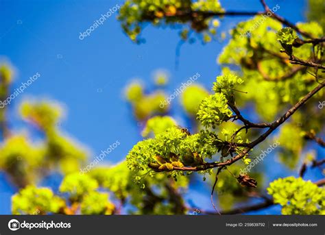 Beautiful Green Foliage Tree Springtime Vivid Natural Background Stock