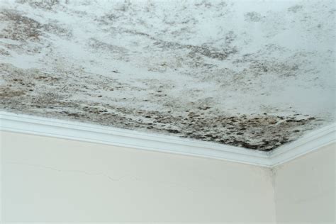 What Causes Black Mold Daily Thrive