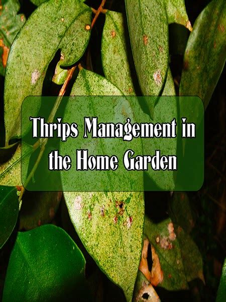 Garden And Farms Thrips Management In The Home Garden