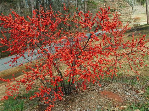 Winterberry Holly Is Popular Shrub In Usa It Grows In The Area Of