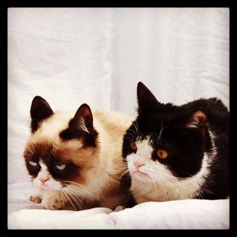Tardar Sauce Grumpy Cat And Her Sibling Grumpy Cat Cats Cat Obsession