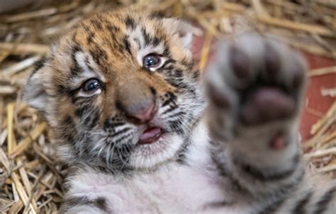 Cleveland Metroparks Zoo Announces Birth Of Amur Tiger Cubs Zooborns
