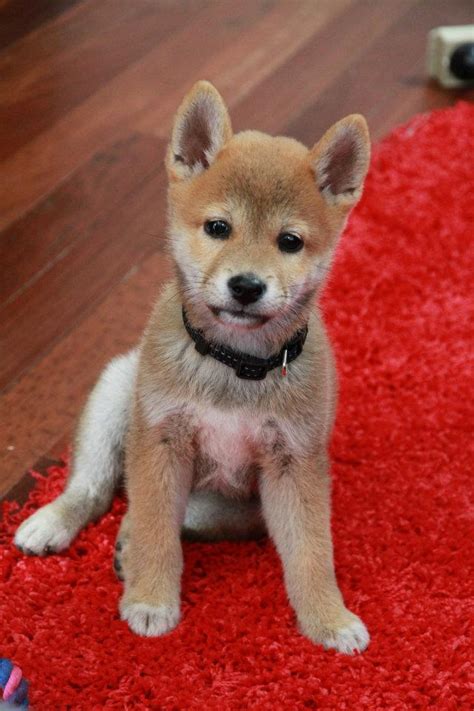Awesome Shiba Inu Puppy Pictures