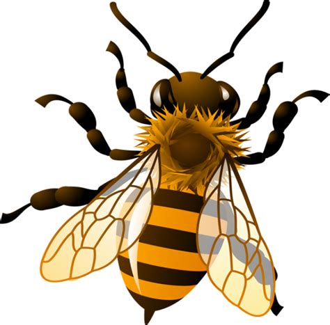 Bee Pictures Clip Art 20 Free Cliparts Download Images On Clipground 2024