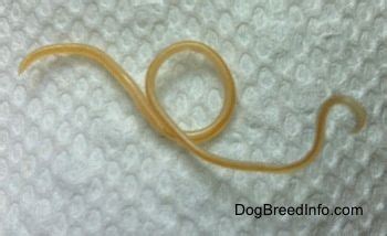 You won't see tapeworms pass after deworming. The Answer To The Question, "Can Humans Get Worms From ...