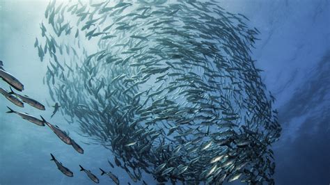 Film blue online terbaru 18+ hot erotis koleksi layarkacaxxi lk21. What is sustainable fishing | Marine Stewardship Council