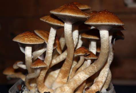 How Magic Mushrooms And Lsd Help People